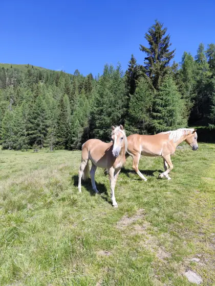 Haflinger Hengstjährling