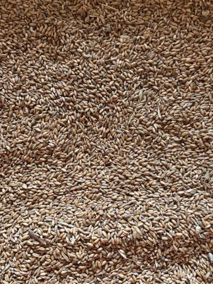 Futtergetreide Triticale