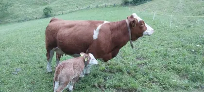 Bio-Mutterkuh