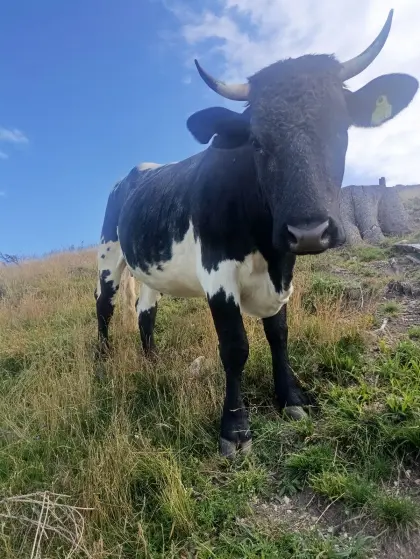 Verkaufe schwarze Pinzgauer-Kalbin