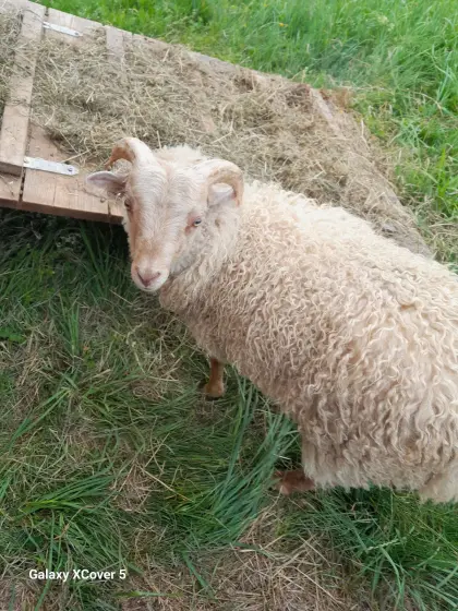 Verkaufe meinen Zwergschaf-Widder