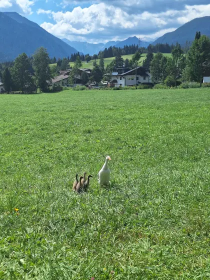 Vergebe Laufenten