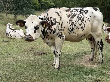 Bio Normande Kuh