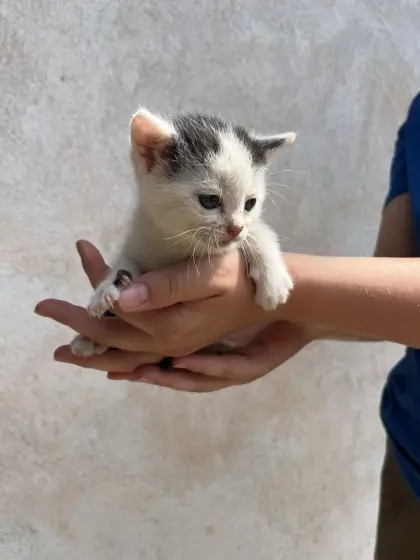 Süße Babykatzen suchen neues Zuhause