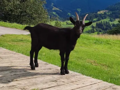 Schwarzes Kitz, Blobeziege