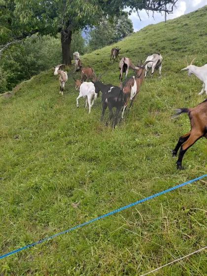 Männliche Kitze