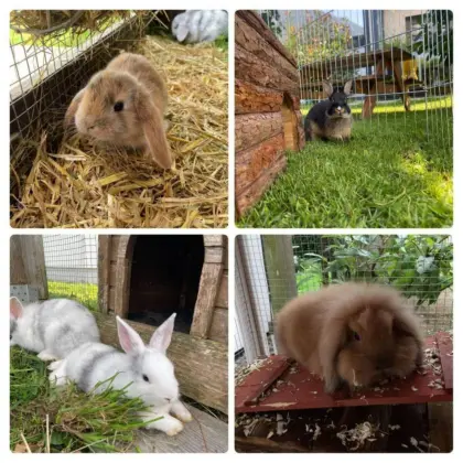 Zwergkaninchen
