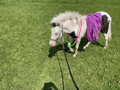 Shetlandpony-Fohlen in Sonderfarbe