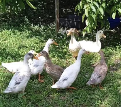 Verkaufe Laufenten