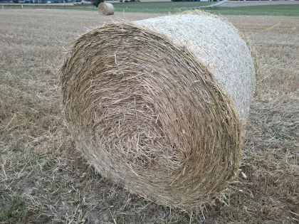 Stroh, Roggenstroh, Rundballen