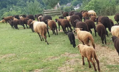 5 Stk. weibliche Lämmer, zwischen 3 und 6 Monate alt