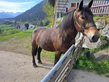 Lilli-Lena, Noriker Stute