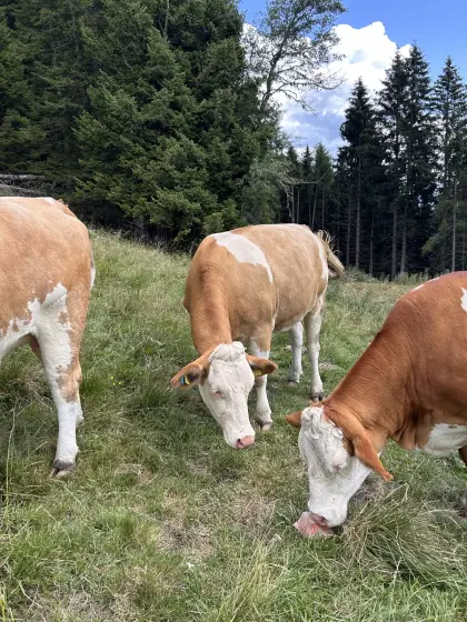 Trächtige Fleckvieh-Kalbinnen