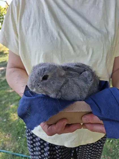 Zwergkaninchenbabys