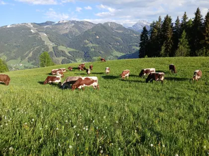 Bio Pi Kühe