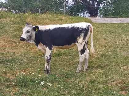 Pustertaler Sprinzen Kalbin