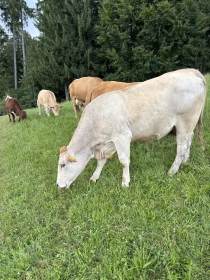 Verkaufe trächtige Kalbin