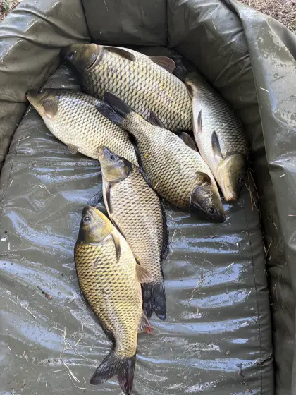 Besatzfisch Karpfen