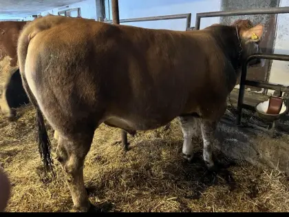 Murbodner Jungstier