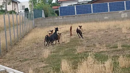 Kamerun-Schafe mit Babys