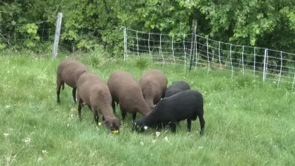 Jura-Schafe