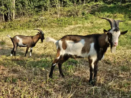 Ziegenbock 2x, Steirische Scheckenziege