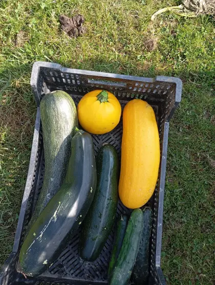 Zucchini