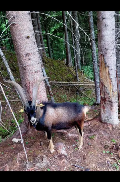 Aosta-Bock