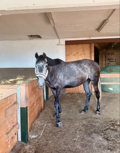 Hübsche 4-jährige Warmblutstute