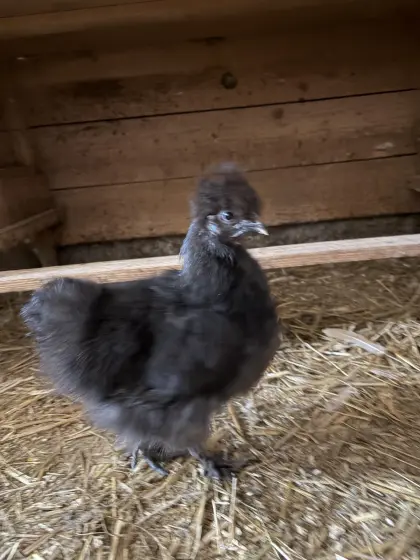 Seidenhuhn-Hennen