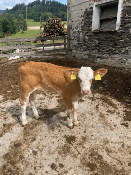 Großes WBL Willenstein Kalb BIO