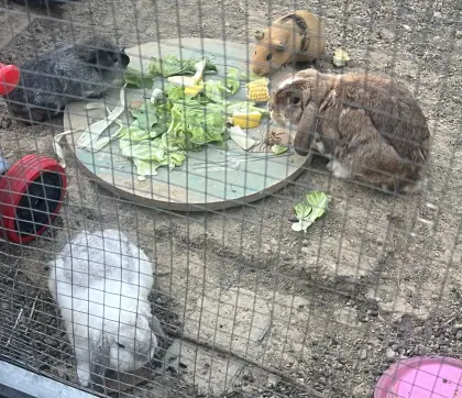 2 Meerschweinchen und 2 Mini Lop Kaninchen