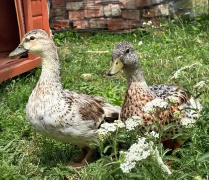 Zwergenten-Pärchen wildfarben