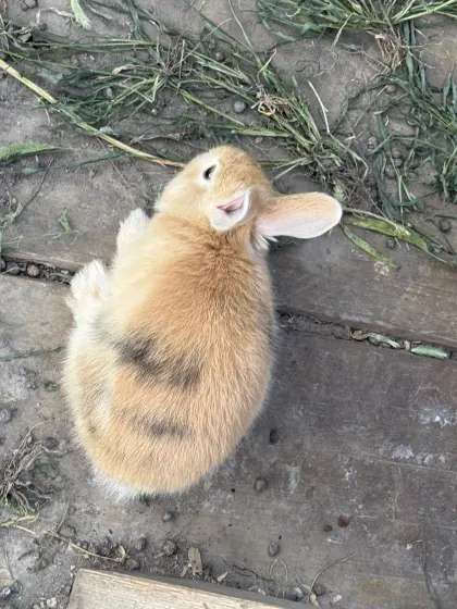 3 weibliche Kaninchen