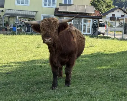 Hochlandrind-Stier zu verkaufen
