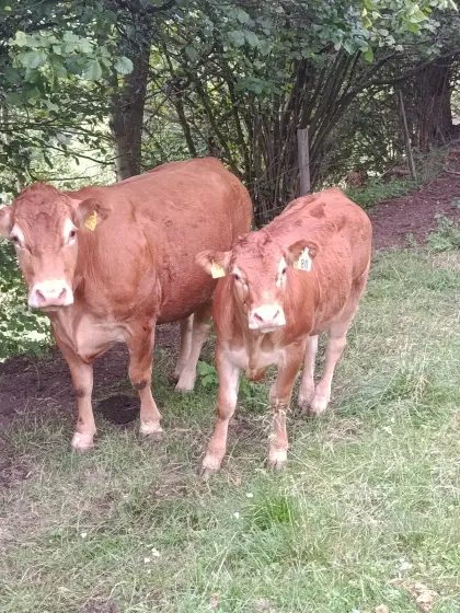 Limousin-Jungkalbin genetisch hornlos