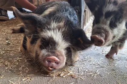 Kune Kune Herdbuchferkel