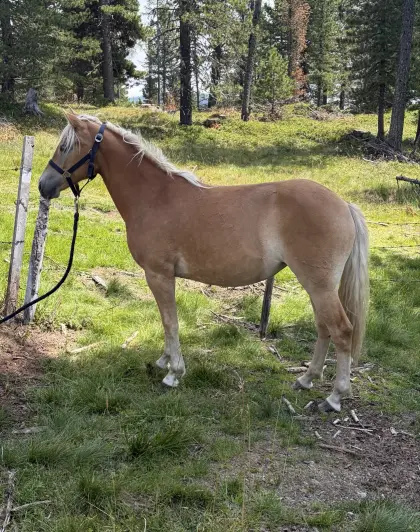 Wunderschöne 1-jährige Haflinger Stute
