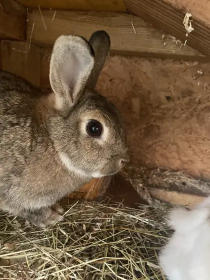 2 Zwergkaninchen