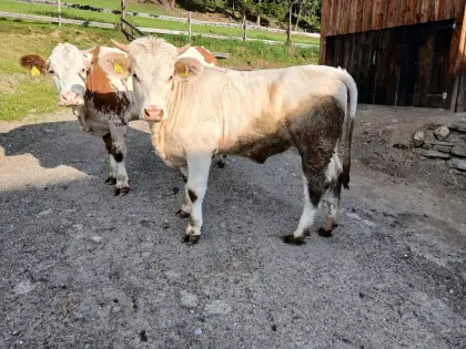 Charolais