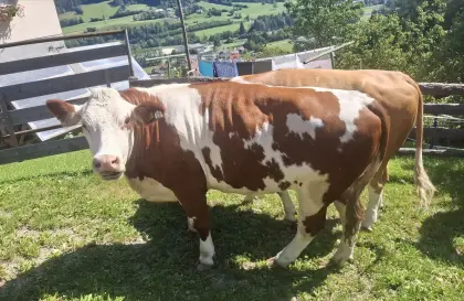 FV Kalbin trächtig zu verkaufen