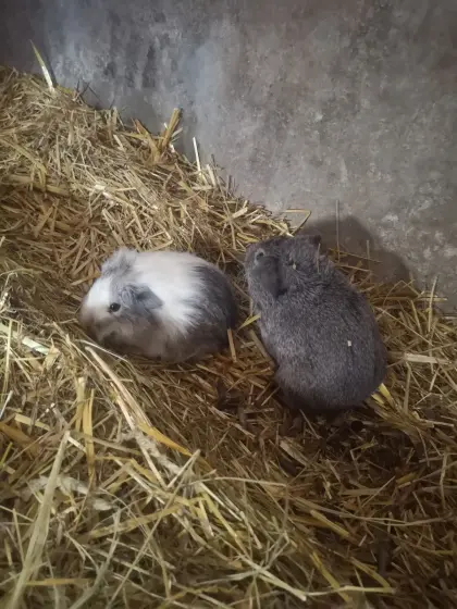 Meerschweinchen-Buben suchen Zuhause