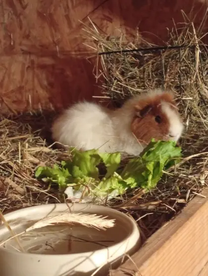 Meerschweinchenböcke