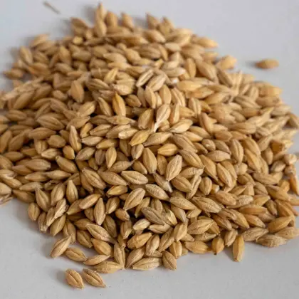 Bio-Gerste