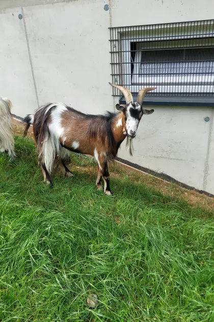 Zwergziegenbock