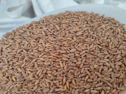 Dinkel entspelzt, gereinigt