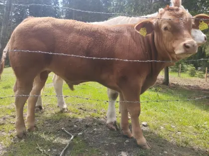 Verkaufe Limousin-Jungstier