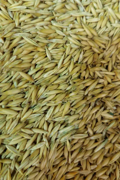 BIO-Hafer, Futter oder Weiterverarbeitung