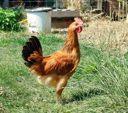 Hahn, Naturbrut, zu verschenken