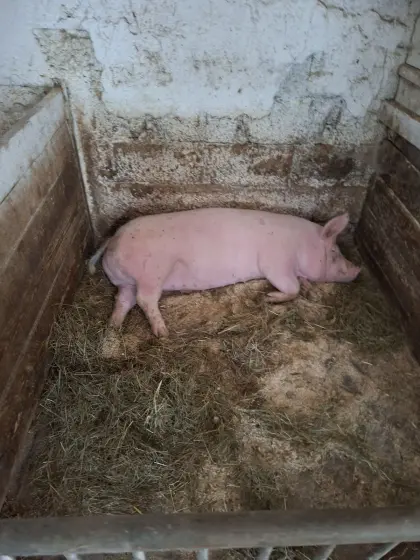 Schweine